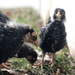 Meet your Posher, Jason